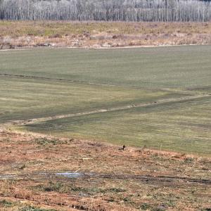 Photo #18 of Off Middle Swamp Rd, Corapeake, NC 234.4 acres