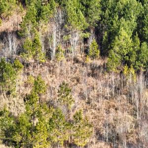 Photo #28 of Off Middle Swamp Rd, Corapeake, NC 234.4 acres