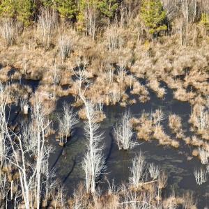 Photo #33 of Off Middle Swamp Rd, Corapeake, NC 234.4 acres