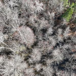 Photo #13 of Off Middle Swamp Rd, Corapeake, NC 234.4 acres
