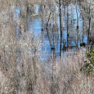 Photo #16 of Off Middle Swamp Rd, Corapeake, NC 234.4 acres