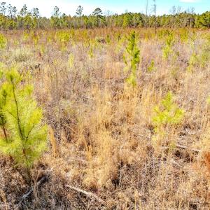 Photo #32 of State HWY 72, Pembroke, NC 29.2 acres
