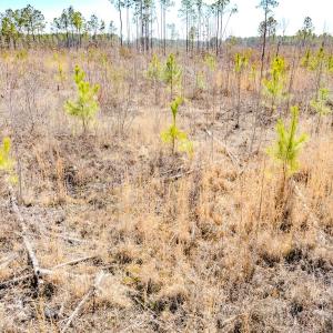 Photo #33 of State HWY 72, Pembroke, NC 29.2 acres