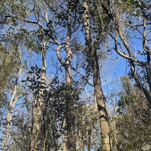 Photo #13 of Off Ashbury Lane, Richlands, NC 10.0 acres