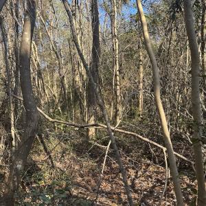 Photo #23 of Off Ashbury Lane, Richlands, NC 10.0 acres
