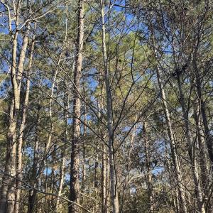 Photo #24 of Off Ashbury Lane, Richlands, NC 10.0 acres