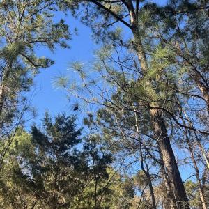 Photo #31 of Off Ashbury Lane, Richlands, NC 10.0 acres