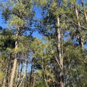 Photo #39 of Off Ashbury Lane, Richlands, NC 10.0 acres
