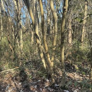 Photo #40 of Off Ashbury Lane, Richlands, NC 10.0 acres