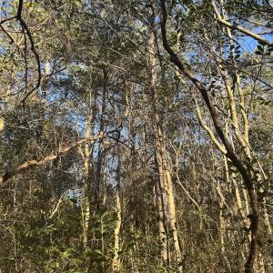 Photo #41 of Off Ashbury Lane, Richlands, NC 10.0 acres