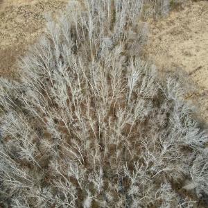 Photo #18 of Off Longs Mill Road - Lot 1, Blanch, NC 35.5 acres