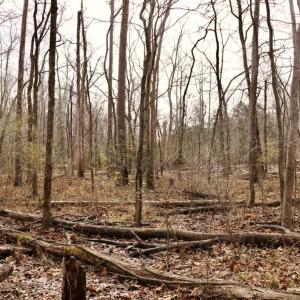 Photo #23 of Off Longs Mill Road - Lot 1, Blanch, NC 35.5 acres