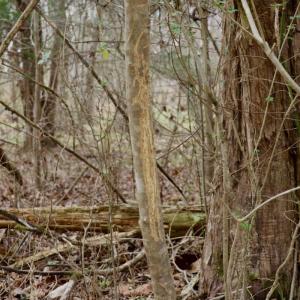 Photo #25 of Off Longs Mill Road - Lot 1, Blanch, NC 35.5 acres