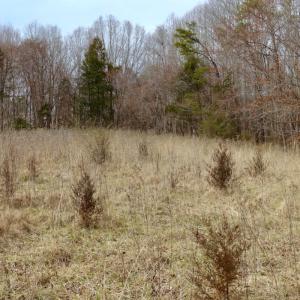 Photo #28 of Off Longs Mill Road - Lot 1, Blanch, NC 35.5 acres