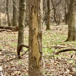 Photo #29 of Off Longs Mill Road - Lot 1, Blanch, NC 35.5 acres