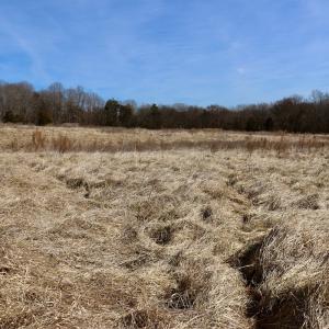 Photo #13 of Off Longs Mill Road - Lot 2, Blanch, NC 10.2 acres