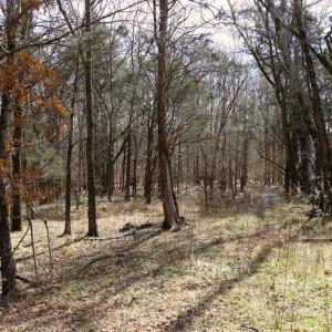 Photo #17 of Off Bill Compton Road - Lot 4, Blanch, NC 10.2 acres