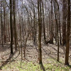 Photo #19 of Off Bill Compton Road - Lot 4, Blanch, NC 10.2 acres