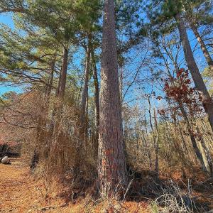 Photo #29 of off Hwy 305, Rich Square, NC 1.0 acres