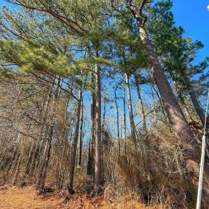 Photo #30 of off Hwy 305, Rich Square, NC 1.0 acres