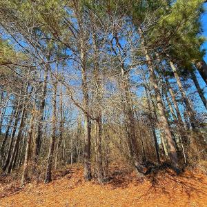 Photo #31 of off Hwy 305, Rich Square, NC 1.0 acres