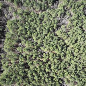 Photo #20 of SOLD property in Off South Grimesland Bridge Road, Grimesland, NC 16.0 acres