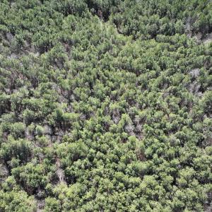 Photo #23 of SOLD property in Off South Grimesland Bridge Road, Grimesland, NC 22.7 acres