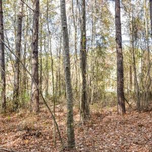 Photo #11 of SOLD property in Off Schoolhouse Rd, Elizabeth City, NC 15.8 acres