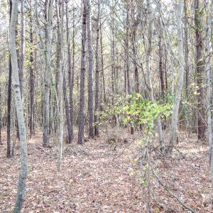 Photo #12 of SOLD property in Off Schoolhouse Rd, Elizabeth City, NC 15.8 acres