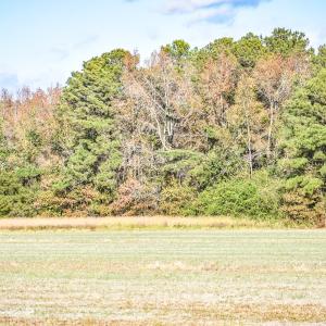 Photo #6 of SOLD property in Off Schoolhouse Rd, Elizabeth City, NC 15.8 acres