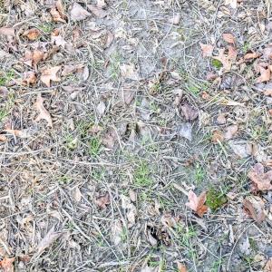 Photo #8 of SOLD property in Off Schoolhouse Rd, Elizabeth City, NC 15.8 acres
