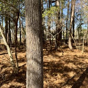 Photo #22 of Off Ward Town Road S, Whiteville, NC 1.0 acres