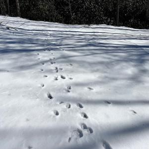Photo #51 of Off Buckhorn Mt Ln, Rocky Gap, VA 64.0 acres