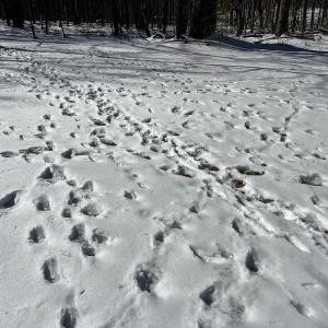 Photo #53 of Off Buckhorn Mt Ln, Rocky Gap, VA 64.0 acres