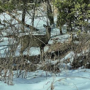 Photo #56 of Off Buckhorn Mt Ln, Rocky Gap, VA 64.0 acres