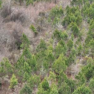 Photo #13 of Off of Creek Road, Jamesville, NC 42.0 acres