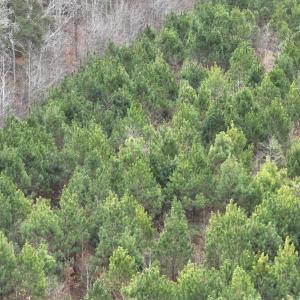 Photo #14 of Off of Creek Road, Jamesville, NC 42.0 acres