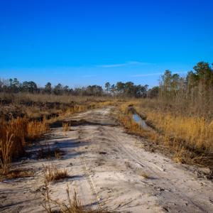 Photo #12 of Penderboro Rd, Marion, SC 54.9 acres