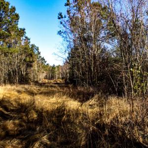 Photo #13 of Penderboro Rd, Marion, SC 54.9 acres