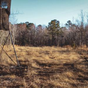 Photo #14 of Penderboro Rd, Marion, SC 54.9 acres