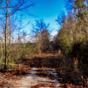 Photo #15 of Penderboro Rd, Marion, SC 54.9 acres