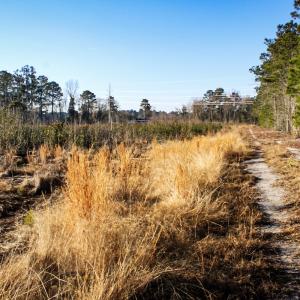 Photo #16 of Penderboro Rd, Marion, SC 54.9 acres