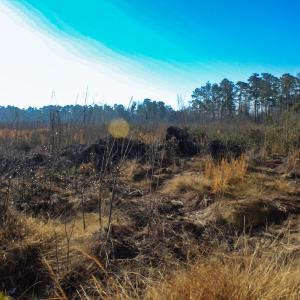 Photo #17 of Penderboro Rd, Marion, SC 54.9 acres