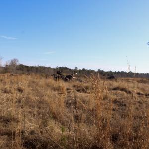 Photo #3 of Penderboro Rd, Marion, SC 54.9 acres