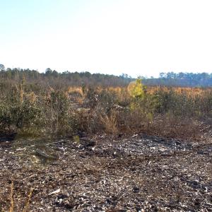 Photo #4 of Penderboro Rd, Marion, SC 54.9 acres