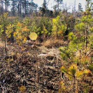 Photo #5 of Penderboro Rd, Marion, SC 54.9 acres