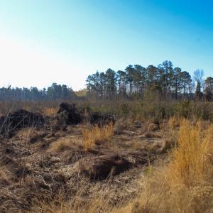 Photo #6 of Penderboro Rd, Marion, SC 54.9 acres