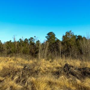 Photo #7 of Penderboro Rd, Marion, SC 54.9 acres