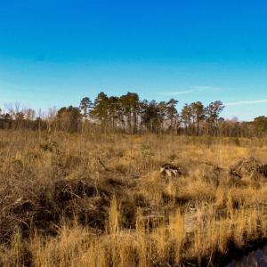 Photo #8 of Penderboro Rd, Marion, SC 54.9 acres