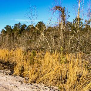 Photo #10 of Penderboro Rd, Marion, SC 54.9 acres